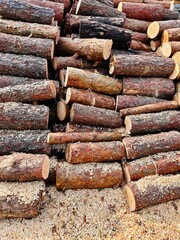 The pile of cut pine wood, stacked in rows on the ground