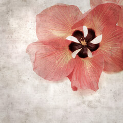 square stylish old textured paper background with flowers of Hibiscus tiliaceus, coast hibiscus
