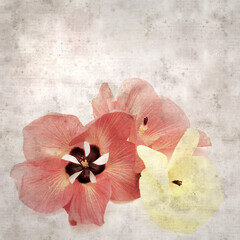 square stylish old textured paper background with flowers of Hibiscus tiliaceus, coast hibiscus
