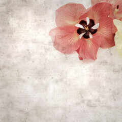 square stylish old textured paper background with flowers of Hibiscus tiliaceus, coast hibiscus