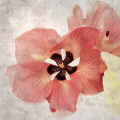 square stylish old textured paper background with flowers of Hibiscus tiliaceus, coast hibiscus
