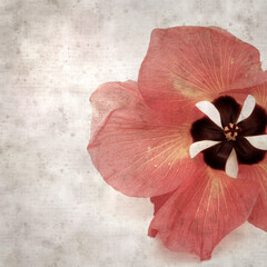 square stylish old textured paper background with flowers of Hibiscus tiliaceus, coast hibiscus