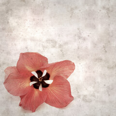 square stylish old textured paper background with flowers of Hibiscus tiliaceus, coast hibiscus