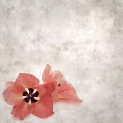 square stylish old textured paper background with flowers of Hibiscus tiliaceus, coast hibiscus