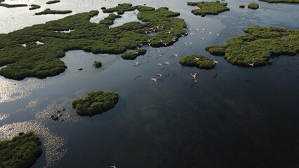 Aerial View of Wetland Habitat with Flamingo Pond
