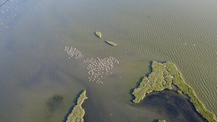 Aerial View of Wetland Habitat with Flamingo Pond
