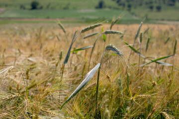 A lush field of ripening grain, possibly barley or wheat, swaying gently in the summer breeze,...