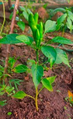 young chilli plant, The chili plant bears green fruit and grows in clusters, with the tips pointing towards the sky. Chinese variety.
