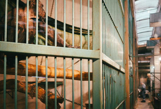 A chimpanzee monkey in a cage at the zoo