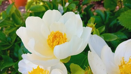 fleur
