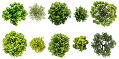 Aerial View of Deciduous Trees