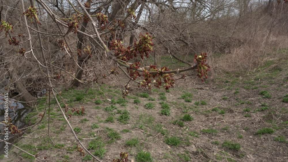 Poster you can see a few buds in a close-up view on the branches of a tree and many leafless trees in early