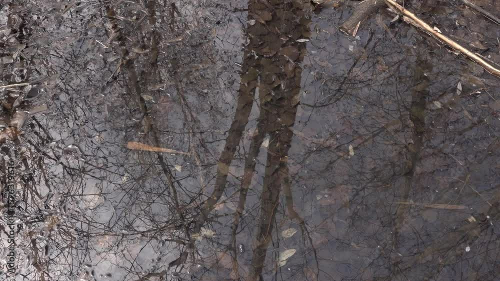 Poster you can see the reflection of a tree on the surface of the water with many dead leaves at the bottom
