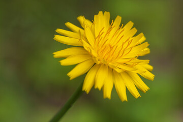 false dandelion, catsear