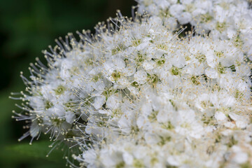 Japanese meadowsweet