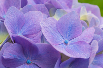 hydrangea
