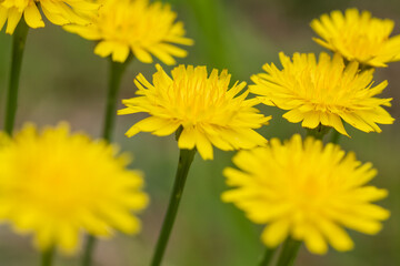 false dandelion, catsear