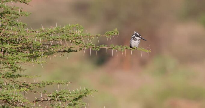 Wide of Pied Kingfisher (Ceryle rudis) defecating while perching on an acacia branch at midday in Kenya