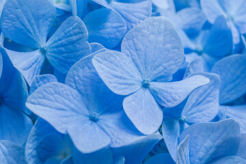 hydrangea