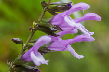 anise scented sage