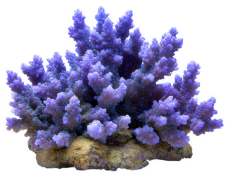 Vibrant coral reef structure showcasing intricate purple formations, creating stunning underwater scene. This beautiful marine life adds color and diversity to ocean ecosystems
