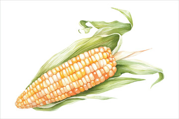 Corn Watercolor painted vegetables. Fresh colorful veggies vector illustration