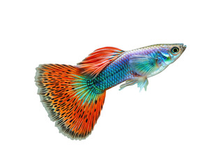 Fototapeta premium Realistic image of a guppy with colorful flowing tail and translucent fins, fully visible in frame, isolated on a transparent background