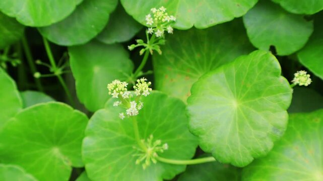 Footage of Vibrant Green Water Pennywort Foliage with Bunches of Tiny Flowers