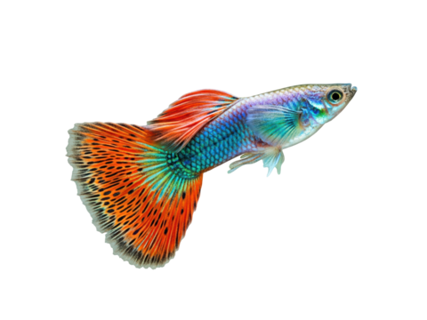 Realistic image of a guppy with colorful flowing tail and translucent fins, fully visible in frame, isolated on a transparent background