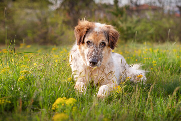 Obraz premium Big dog lying near yellow flowers, springtime