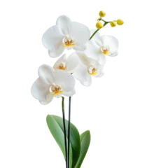 Selbstklebende Fototapeten Orchidee Isolated white orchid plant with green leaves and buds on white background  © PNG Stock