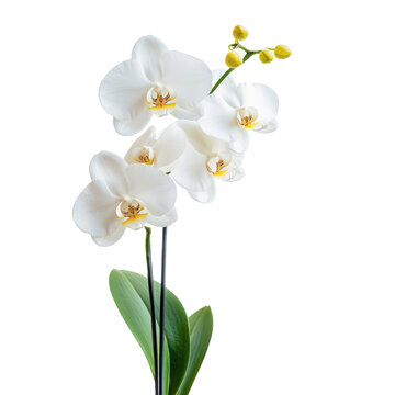 Isolated white orchid plant with green leaves and buds on white background