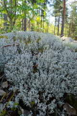 Delicate Lichen and Moss Textures on Natural Forest Floor Scenery.