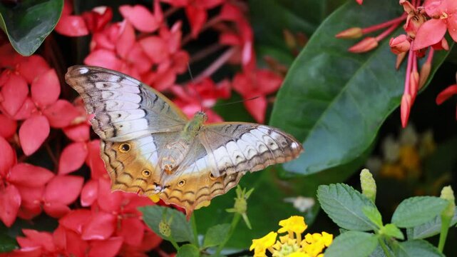 Closeup of a Beautiful Vindula Dejone Butterfly Relaxing on Red Blooming Ixora Footage