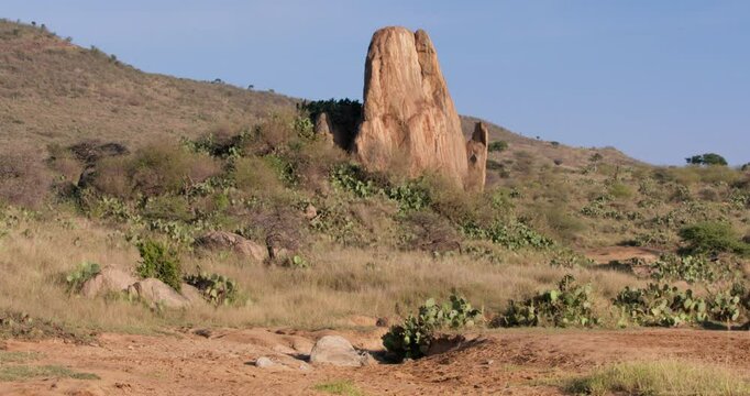 Extreme wide of troop of Olive Baboon (Papio anubis) walking next to rock outcrop in savannah in morning in Kenya