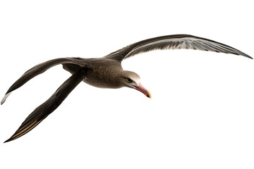 Bird in flight, detailed view