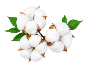 Three clusters of white cotton bolls with green leaves attached to their brown stems.