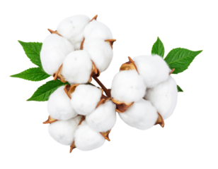 Three clusters of white cotton bolls with green leaves attached to their brown stems.