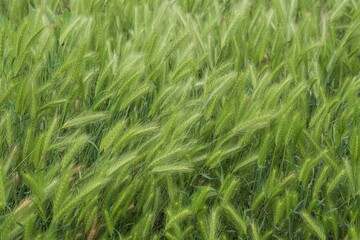 Field of green barley grass in soft sunlight. Natural nature background for design. Grass texture.