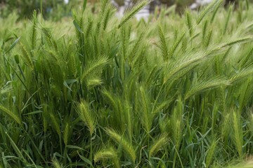 Field of green barley grass in soft sunlight. Natural nature background for design. Grass texture.