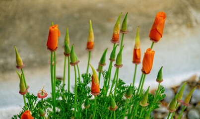 red poppy flowers