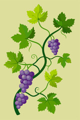 Ornamental vector graphic of a grapevine with extended branches, lush leaves and plump grapes suitable for decorative and educational use