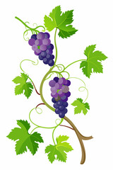Detailed botanical illustration of a grapevine featuring vine branches, green foliage and grape bunches for nature-inspired design projects

