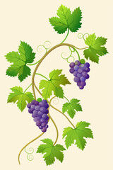 Botanical vector illustration of a grapevine with sprawling branches, green leaves and clusters of ripe grapes for nature and design use