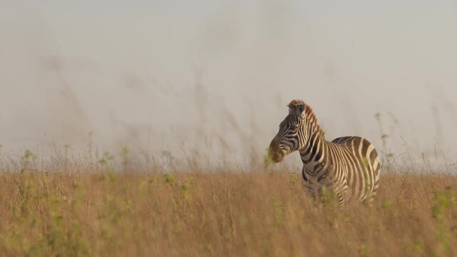 Very wide gimbal parallax of a Plains Zebra (Equus quagga) standing still while chewing in dry savannah grassland at midday in Kenya