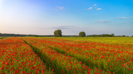 Field of red poppies