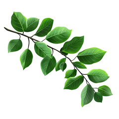 Fototapeta premium Lush green branch with leaves (1)