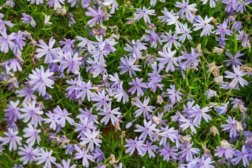 field of flowers
