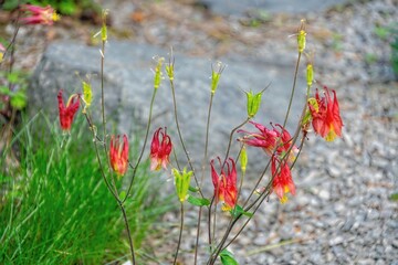 red blossoms