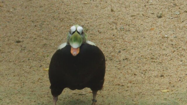 Spectacled eider resting on grass with head tucked in